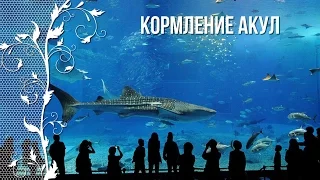 Океанариум в Москве. Кормление акул