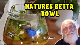 Bettas LOVE Betta Bowls!