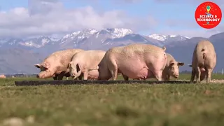 WONDERFUL OUTDOOR PIG FARM IN NEW ZEALAND-AMAZING PIG FARMING-MODERN LIVESTOCK FARMING-CUTE PIGLETS
