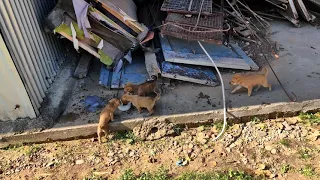 Feeding mother stray dog and her 6 puppies🐕