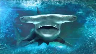 Giant Hammerhead: Frozen In Time