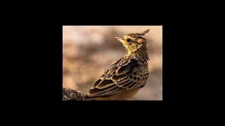 SYKES'S LARK