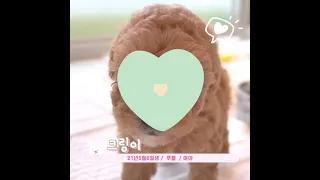 강아지마을 푸들 크링이~