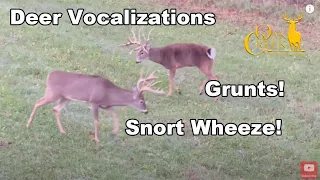 Deer Vocalizations from Oak Creek Whitetail Ranch