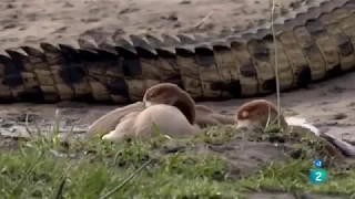 DOCUMENTAL El río - Campo de batalla Leones, Hipopotamos y Cocodrilos,NATIONAL GEOGRAPHIC,