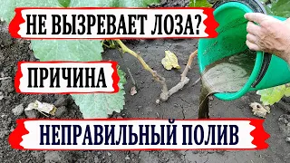 🍇 Не ВЫЗРЕВАЕТ ЛОЗА МОЛОДОГО ВИНОГРАДА? Эта ОШИБКА с поливом ВСЕ только изменит в ХУДШУЮ сторону.