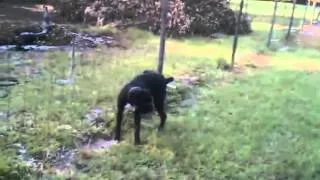 Dog pees on electric fence (Viral Video UK)