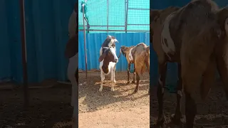 powerful boer goat breeding meeting complete