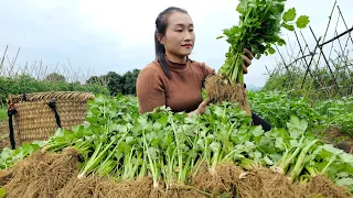 Harvest Celery Goes to market sell - Daily life on the farm | Ly Thi Tam
