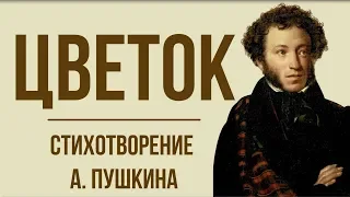 «Цветок» А. Пушкин. Анализ стихотворения