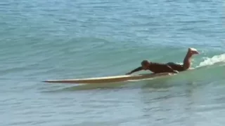 Tom Wenger surfs 16 ft Toothpick! - Nathan Oldfield