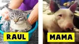 Animales Hablando Captados En Cámara En la Vida Real