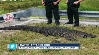 Alligator attacks, kills 75 lb. dog in St. Pete