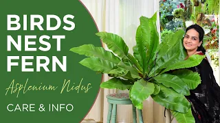 Birds Nest Fern  (Asplenium Nidus) | Care and Info | Watering | Light | Fertilizer |  Pests