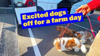 Excited Dogs Hopping on the Doggy Bus to the Farm