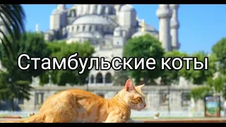 Стамбул - город котов! İstanbul cats