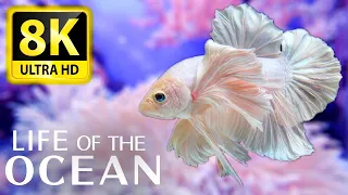 Life of the Ocean 8K ULTRA HD - 500 species of sea creatures with relaxing music and ocean sounds