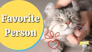 How Cats Choose Their Favorite Person?