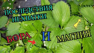 Последствия нехватки БОРА и МАГНИЯ. Как это исправить?!