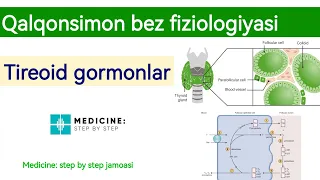 ENDOKRIN | QALQONSIMON BEZ | TIROKSIN, T3