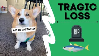 Dog Loses Pet Fish! #shorts #corgi