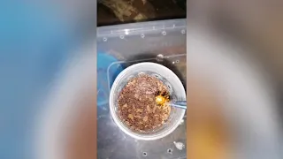 Okinawa Trapdoor spider feeding video SLOW-MO (sa wakas kumain rin sa kahabahaba nang panahon)