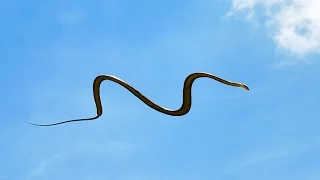 Rare flying snake spotted in Coimbatore | Latest Tamil News