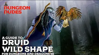 Druid Wildshape Guide for Dungeons and Dragons 5e