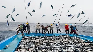 How We Catch Skipjack Tuna - Fast Tuna Fishing Too Many Fish Catching on The Boat