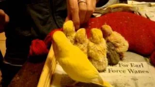 Hand feeding baby lovebirds and big sister Chicken-Little 9-12-10