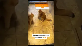 CAT SHOWING OFF BOXING SKILLS 😳🤣🤣 #boxing #ironmiketyson #catvideo