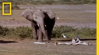 Elephants Mourning | National Geographic