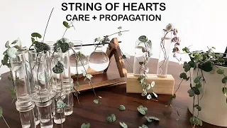 String of Hearts Care + Propagation | Houseplant Care Tips