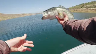 Sight Fishing Crystal Clear Water | Diamond Valley Lake Spring Bass