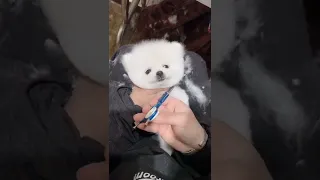 Funny and Cute Pomeranian Videos 161