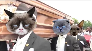 Funny Cat and Dog with Dancing Funeral Coffin Meme - 🐶 Dogs and 😻 Cats Version #15