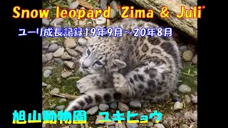 ユーリ成長記録19年9月～20年8月（旭山動物園　ユキヒョウのジーマとユーリ）~ Growth record of baby snow leopard September 19-August 20 ~