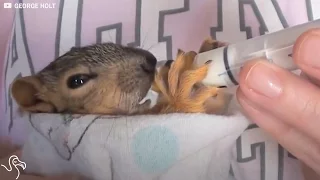 Baby Squirrels Fall Out Of Their Nest And A Couple Raises Them In Their Home