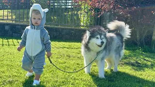 Adorable Baby Husky Walks His Dog And Feeds His Goats! (So Cute!!)