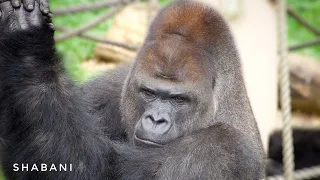 Silverback Gorilla Taking Care Of His Son No Matter How Hot It Is | The Shabani Group