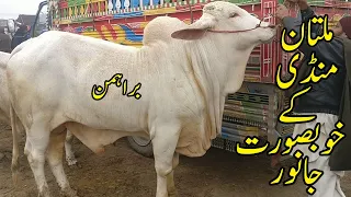 Multan Cow Mandi Kay Khubsurat Janwar Latest Update Urdu/Hindi | SS Tv |