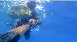 Pescasub: Dentice di 5 kg  -  Spearfishing in Croatia: A big Dentex of 5 kg