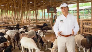 Razas de ovinos destinadas para carne | La Finca de Hoy