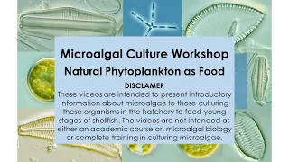 8 Microalgal Culture Workshop Natural Phytoplankton as Bivalve Foods