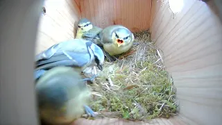 Bluetit nest box - Last feeding inside the birdbox 2022!