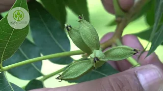 Cultivo de nogal. De reto a caso de éxito / Agroenzymas / Agricultura y tecnología