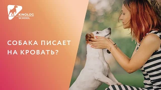 Собака писает на кровать