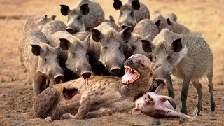 Terrible! Hyenas Was Brutally Tortured By Warthogs To Rescue His Teammates From A Terrifying Hunt