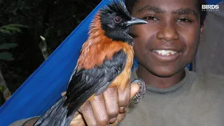 Hooded Pitohui: The Most Poisonous Bird