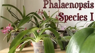Growing Phalaenopsis Species on a Windowsill - Part 1